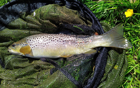 An above average trout